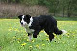 BORDER COLLIE 971